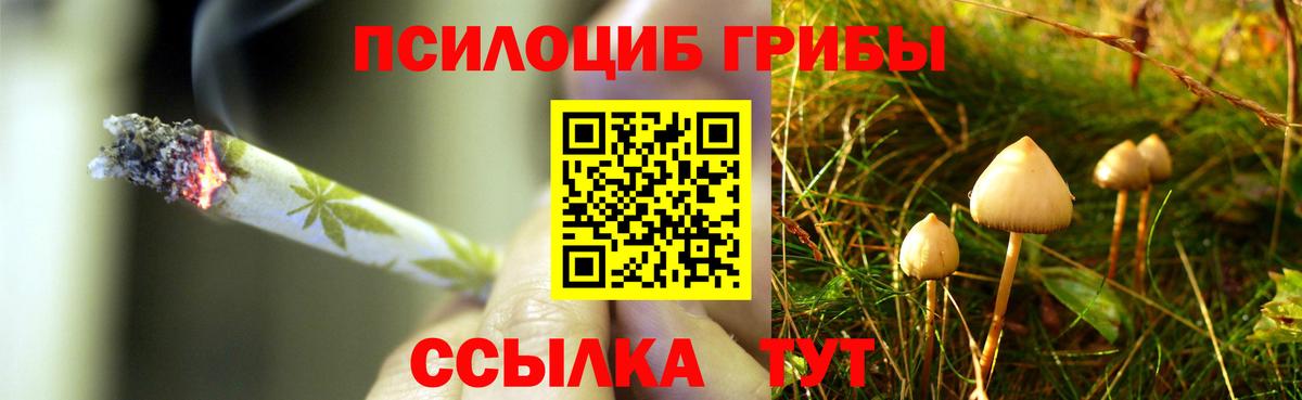 Псилоцибиновые грибы Psilocybine cubensis Гай
